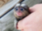 Marmoset monkey for sale baby
