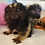 Marmoset monkey for sale baby