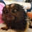 Marmoset monkey for sale baby