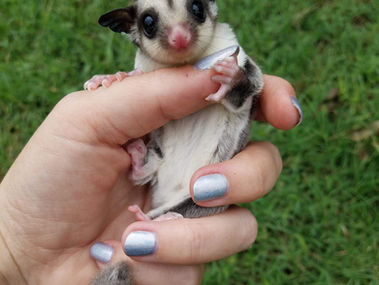 Owning a Sugar Glider Complete Pet Care Guide basics and advanced care