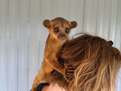 Raising a pet Kinkajou  | A Complete Care Guide including housing and feeding