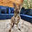 Thumbnail: River- Female Baby Red Kangaroo PRICE $8000