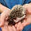 Starlight - Female Baby Hedgehog  for sale