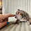 Bushbaby for sale, bushbaby breeder