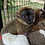 Lemur baby for sale