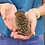 Prairie - Female Hedgehog baby for sale