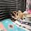 Thumbnail: Trout - Adult Male Sugar Glider PRICE $195