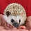 Thumbnail: Carlo - Male Hedgehog PRICE $295