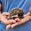 baby hedgehogs for sale breeder