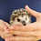 Baby hedgehog for sale breeder