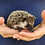 Thumbnail: Hilaria - Female Baby Hedgehog PRICE $350