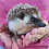 Baby hedgehog for sale