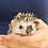 Thumbnail: Pua - Female Hedgehog PRICE $350