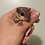 flying squirrel baby for sale