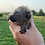 lemur for sale texas'