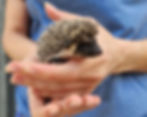 baby hedgehogs for sale breeder