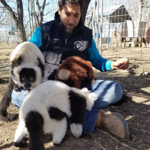 Lemur Breeder 