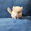 Chinchilla baby for sale Deedee