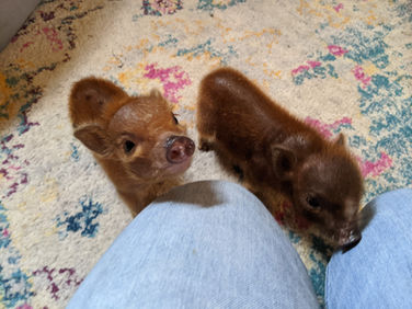 Mini Pig In Depth Pet Care | Care Guide