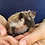Hedgehog baby for sale