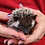 hedgehog for sale