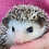 Thumbnail: Thora- Female Hedgehog PRICE $350