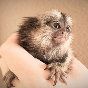 Buying a Marmoset Monkey 