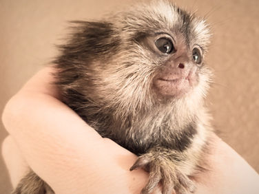 Buying a Marmoset Monkey 