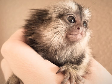 Buying a Marmoset Monkey 