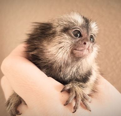 Buying a Marmoset Monkey 
