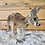 Thumbnail: Rowdy- Male Baby Red Kangaroo PRICE $2900