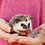 Hedgehog babies for sale Ingrid