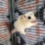 Sugar glider for sale