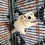 Sugar glider for sale
