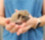 Baby hedgehog for sale Itsy