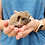 Baby hedgehog for sale Itsy
