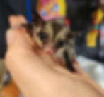 Sugar Glider for sale
