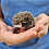 Thumbnail: Montego - Male Hedgehog PRICE $295