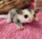 sugar glider joey for sale