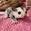 sugar glider joey for sale
