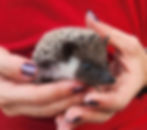 hedgehog for sale