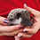 hedgehog for sale