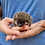 baby hedgehogs for sale breeder