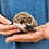 Female hedgehog baby for sale