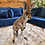 Thumbnail: River- Female Baby Red Kangaroo PRICE $8000