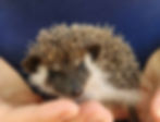 Hedgehog baby for sale