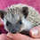 Thumbnail: Mapple - Male Hedgehog PRICE $295