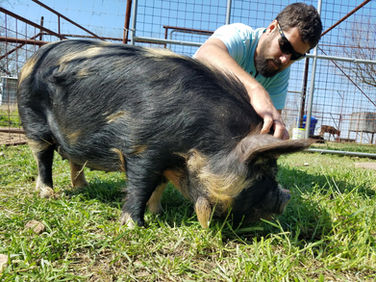KuneKune Pig In Depth Pet Care | Care Guide
