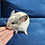 Chinchilla baby for sale Stormy