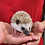 Thumbnail: Carlo - Male Hedgehog PRICE $295